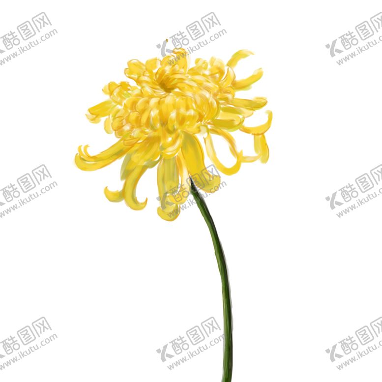 编号：98445707050733066293【酷图网】源文件下载-菊花素材