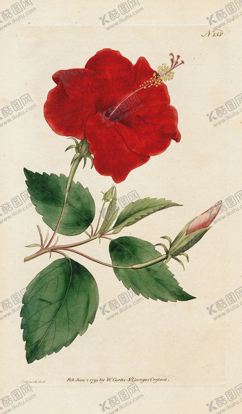 编号：46814909221007265199【酷图网】源文件下载-欧式复古色调花朵植物