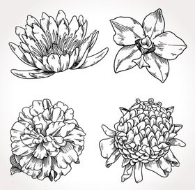 线条插画矢量花朵花开