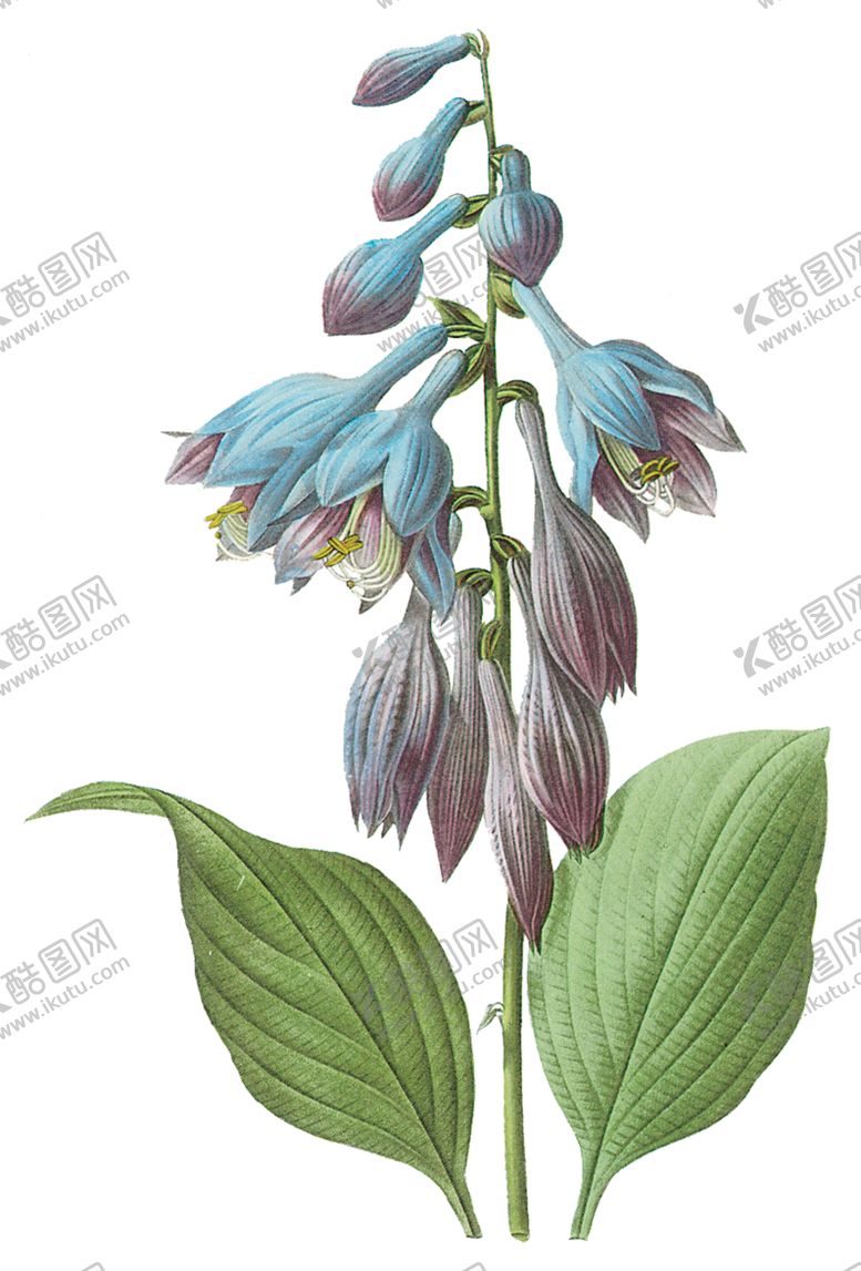 编号：27230607122036086708【酷图网】源文件下载-植物花卉油画装饰画