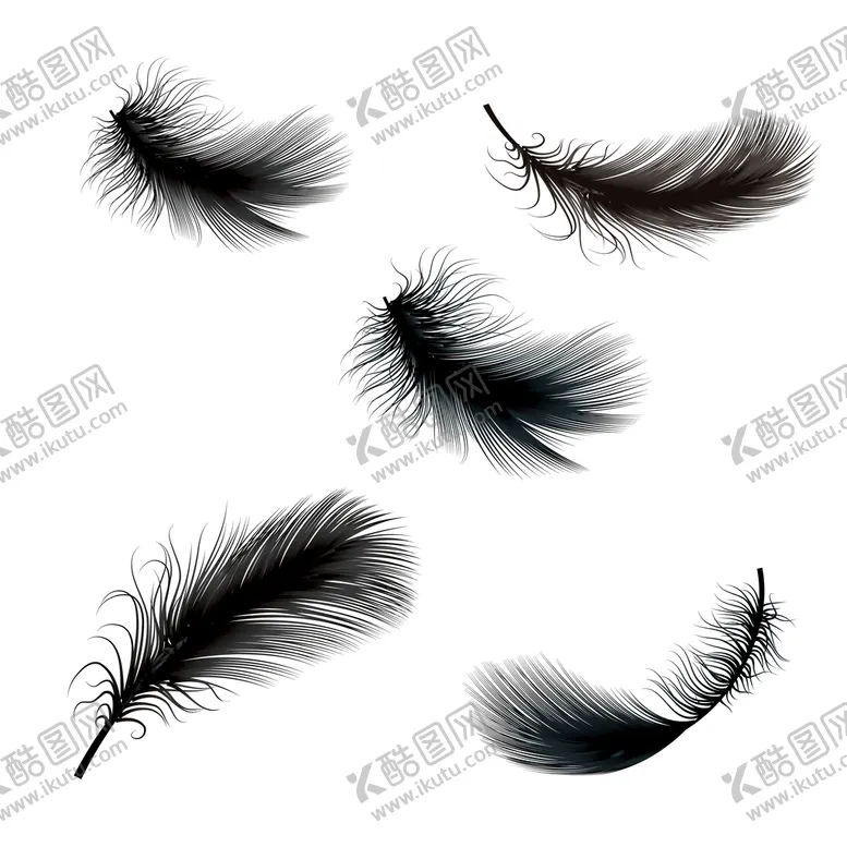 编号：16305809251043195028【酷图网】源文件下载-羽毛