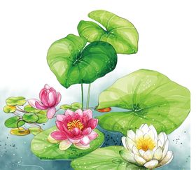 中国风荷叶荷花绘画