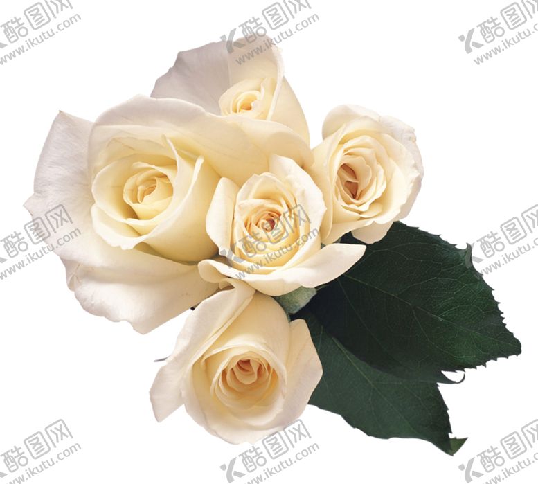 编号：97536009242021396219【酷图网】源文件下载-玫瑰