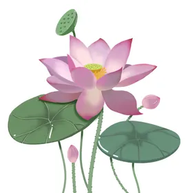 荷花莲工笔画莲摄影工笔画元素