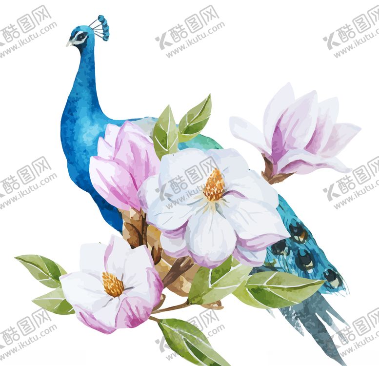 编号：36393405140317575896【酷图网】源文件下载-孔雀