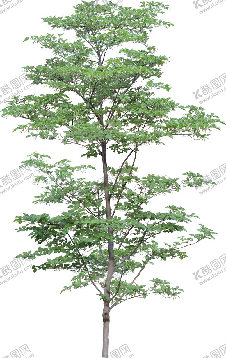 编号：25973009102228176948【酷图网】源文件下载-透明大树png素材