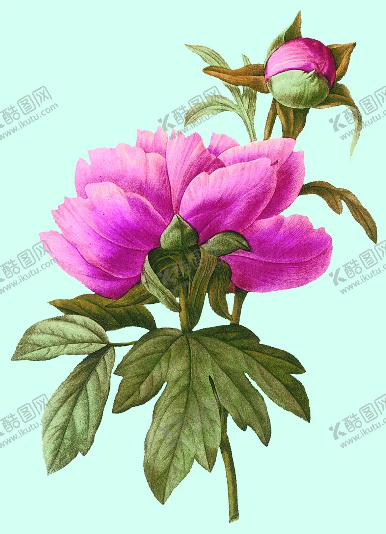 编号：52690701291511579494【酷图网】源文件下载-手绘水彩花卉 