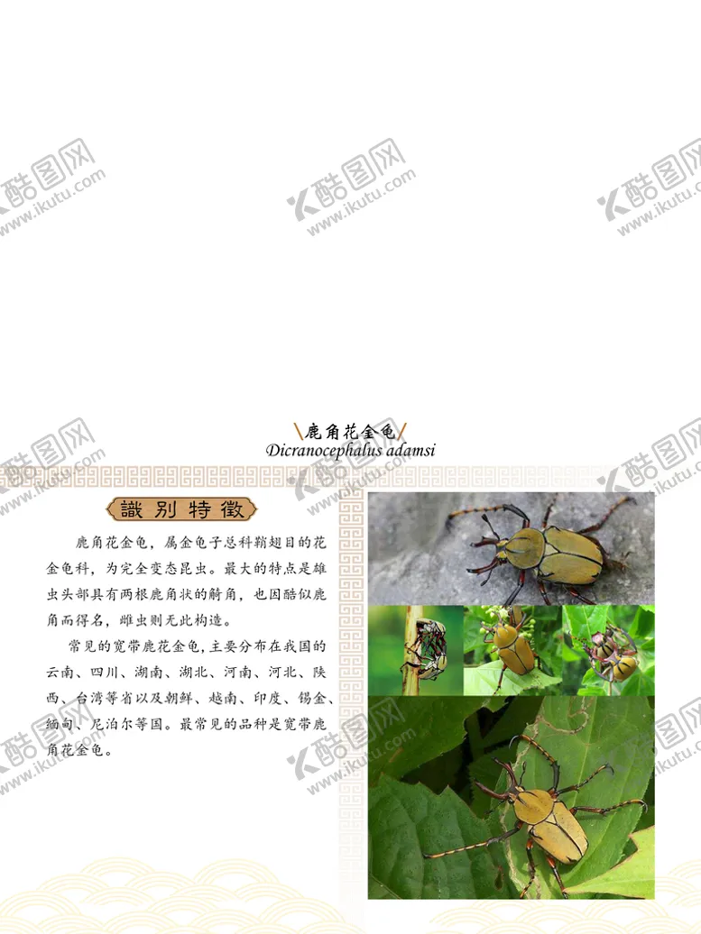 编号：82764109130121308243【酷图网】源文件下载-鹿角花金龟  昆虫纲 