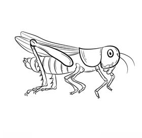 蝗虫