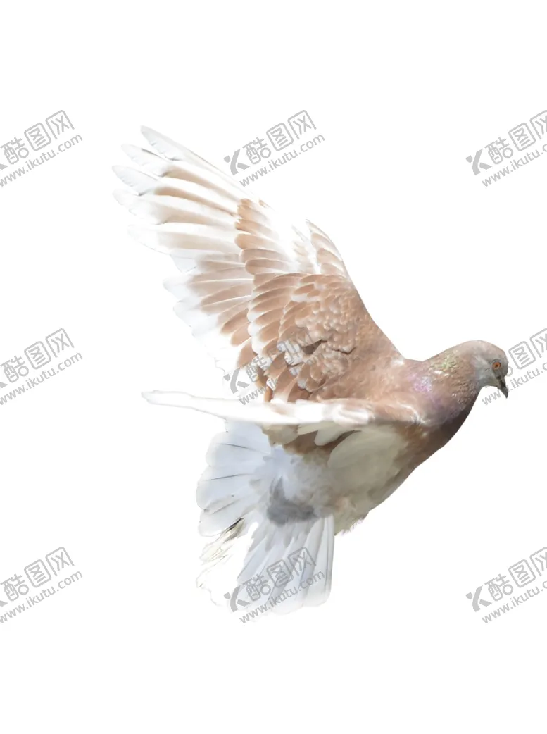 编号：42492501291716298822【酷图网】源文件下载-鸽子