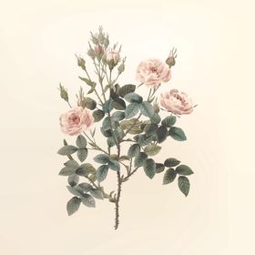 花纹