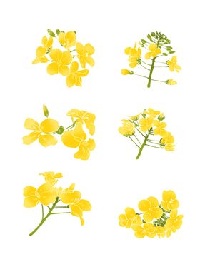 油菜花