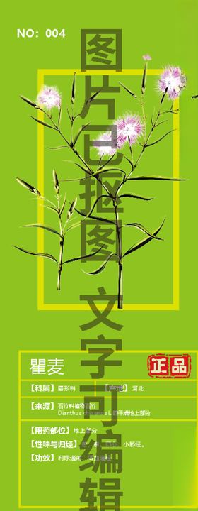 瞿麦  草药    药材  