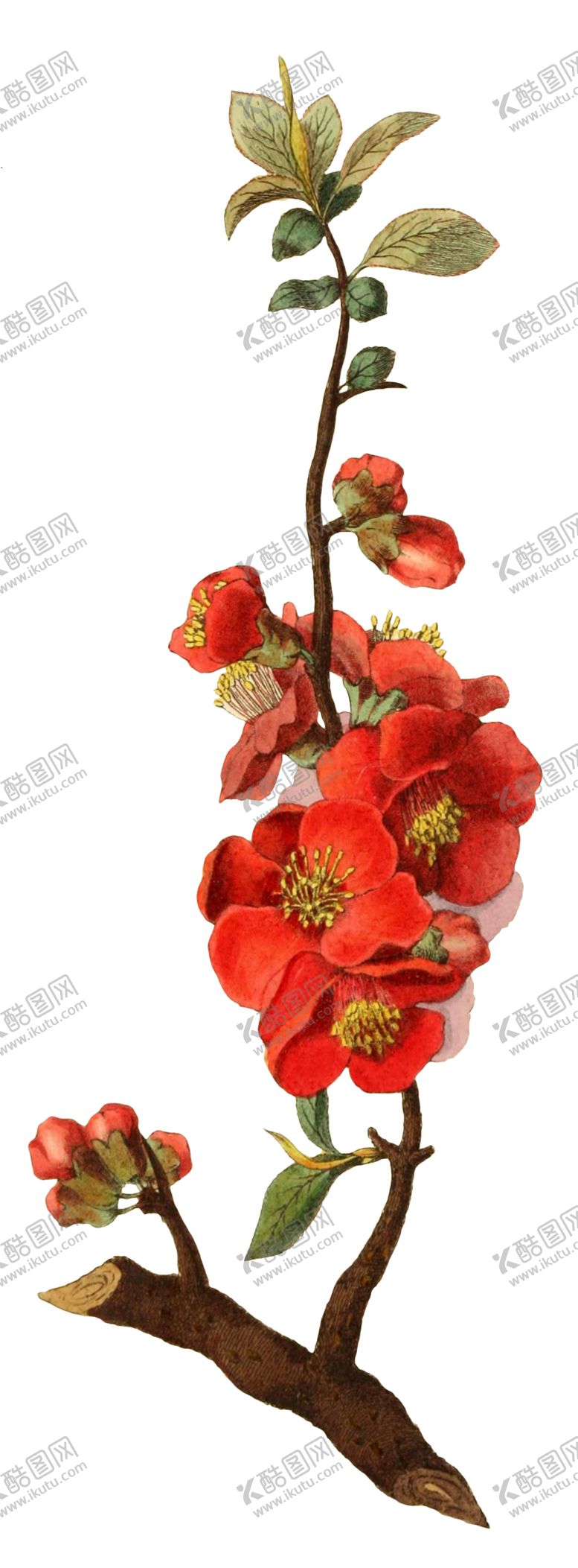编号：16821007011355419850【酷图网】源文件下载-复古花朵植物图案