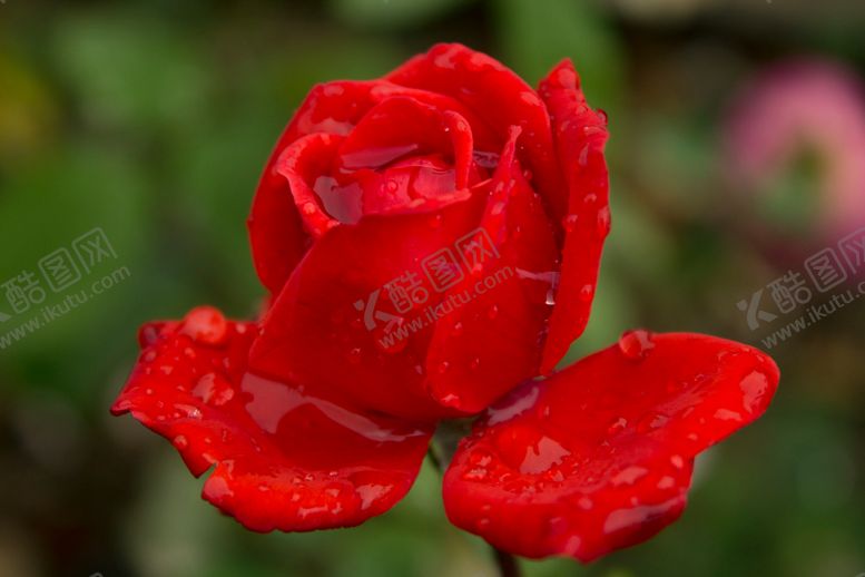 编号：17876510091521168491【酷图网】源文件下载-月季