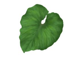 树叶设计素材绿子素材