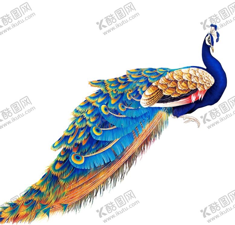 编号：32303106252319146875【酷图网】源文件下载-孔雀
