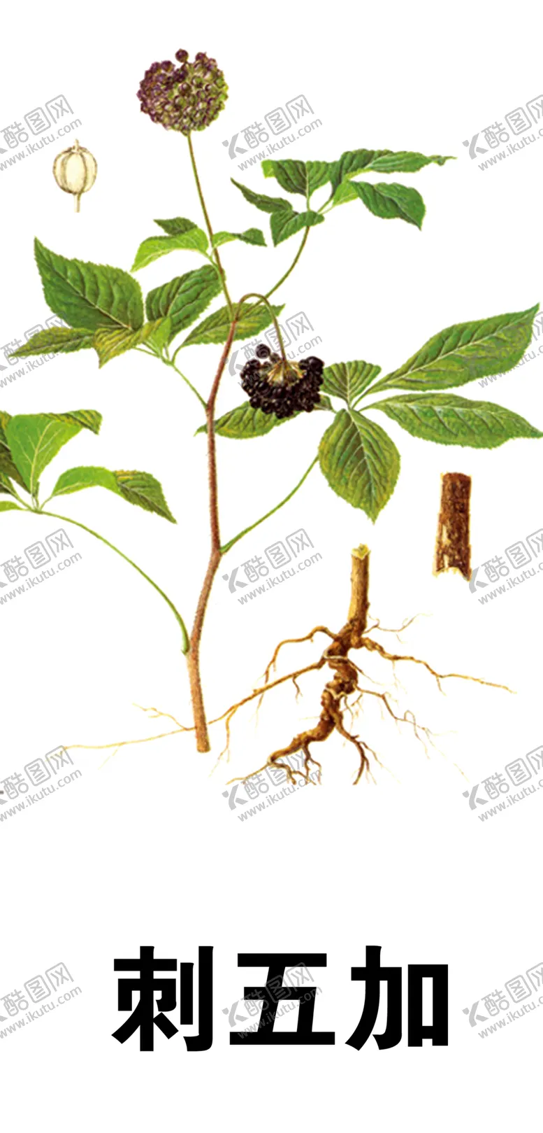 编号：44491504101234169750【酷图网】源文件下载-草本植物药材