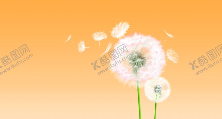 编号：47164705091443563575【酷图网】源文件下载-蒲公英