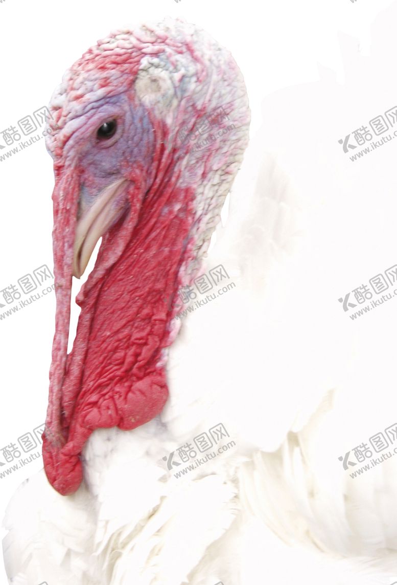 编号：42286905091233307543【酷图网】源文件下载-家禽火鸡图案