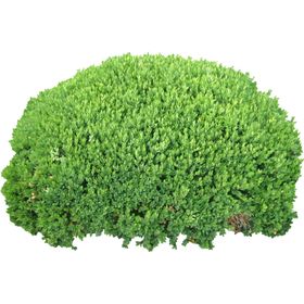 小清新植物
