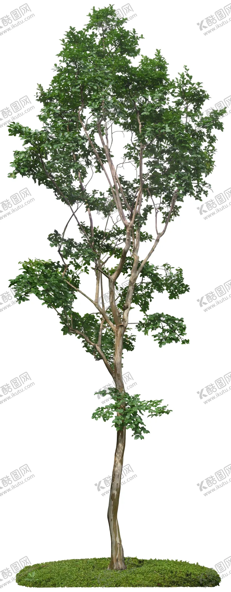 编号：95116506240658172844【酷图网】源文件下载-免扣植物树木素材图片