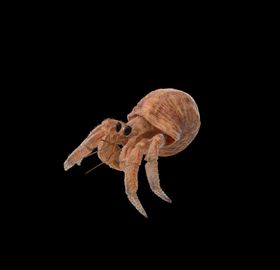 海洋生物