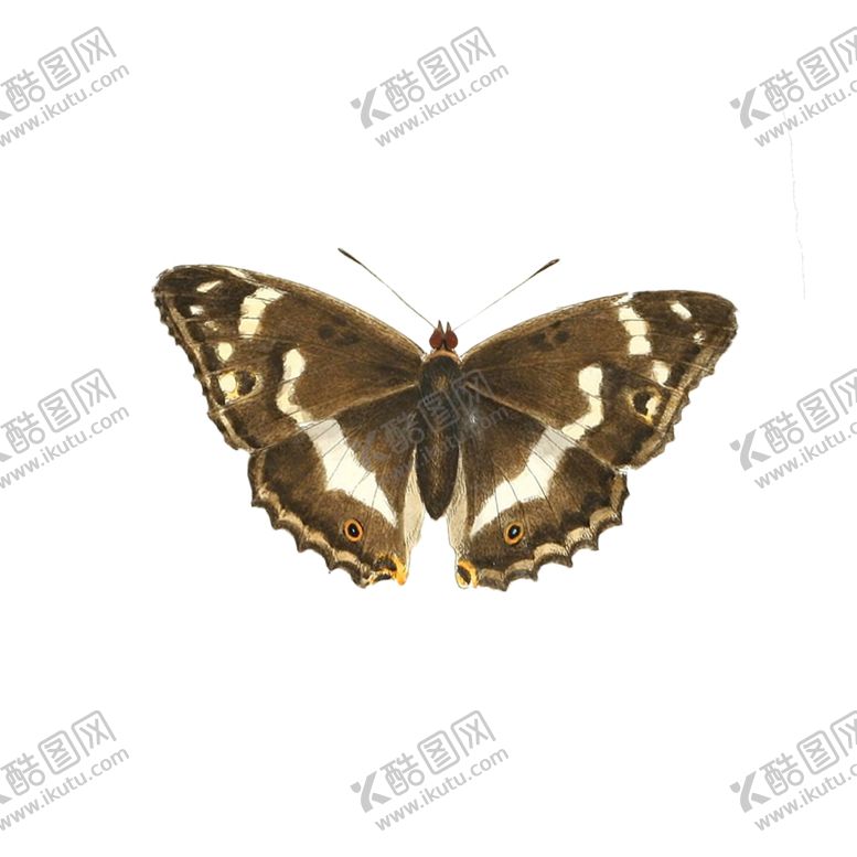 编号：79186905071320372263【酷图网】源文件下载-蝴蝶透明PNG免扣
