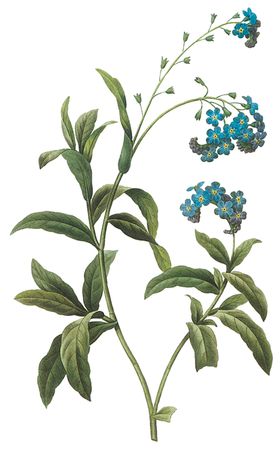 植物花卉油画装饰画