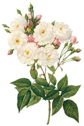 植物花卉油画装饰画