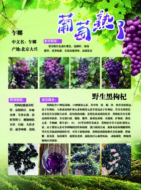 葡萄宣传单