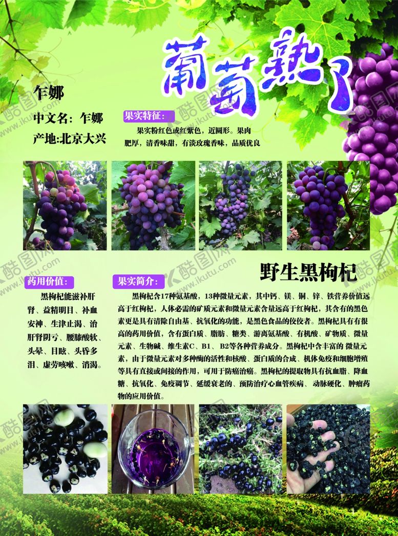 编号：11505809202037501999【酷图网】源文件下载-葡萄宣传单