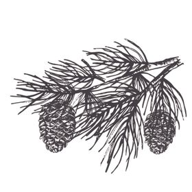 森系简约装饰图案