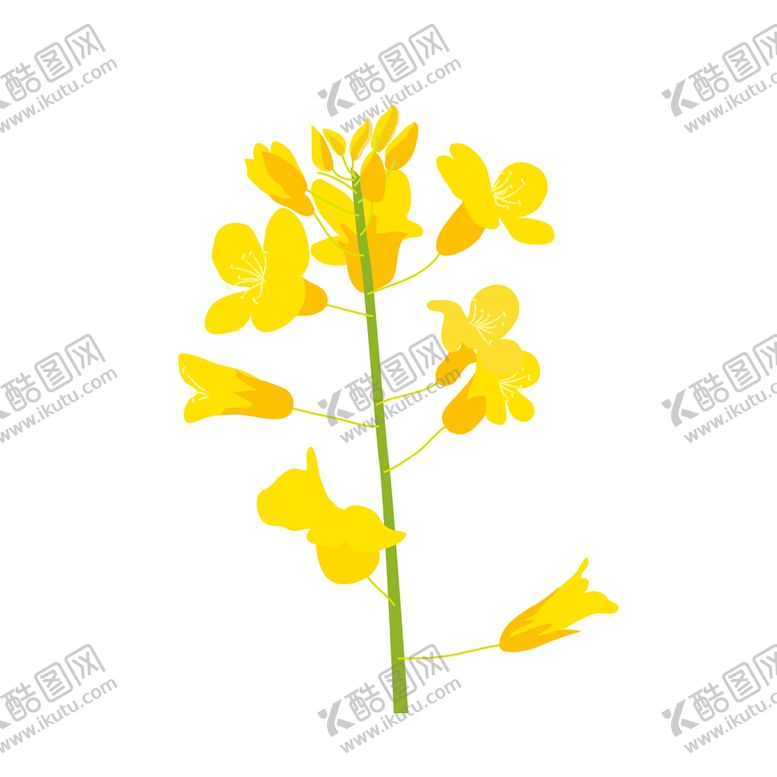 编号：19375010090915263087【酷图网】源文件下载-油菜花