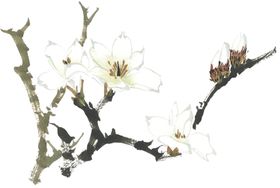 菊花装饰