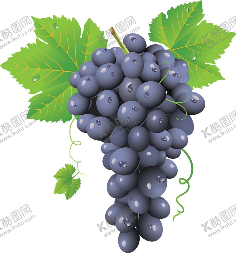 编号：83427409272014271876【酷图网】源文件下载-葡萄