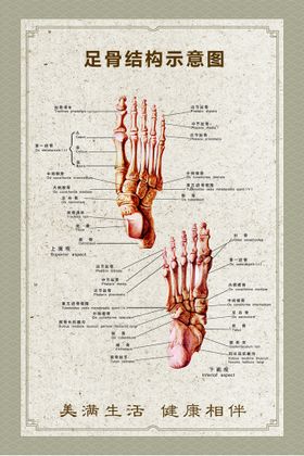 足骨结构示意图