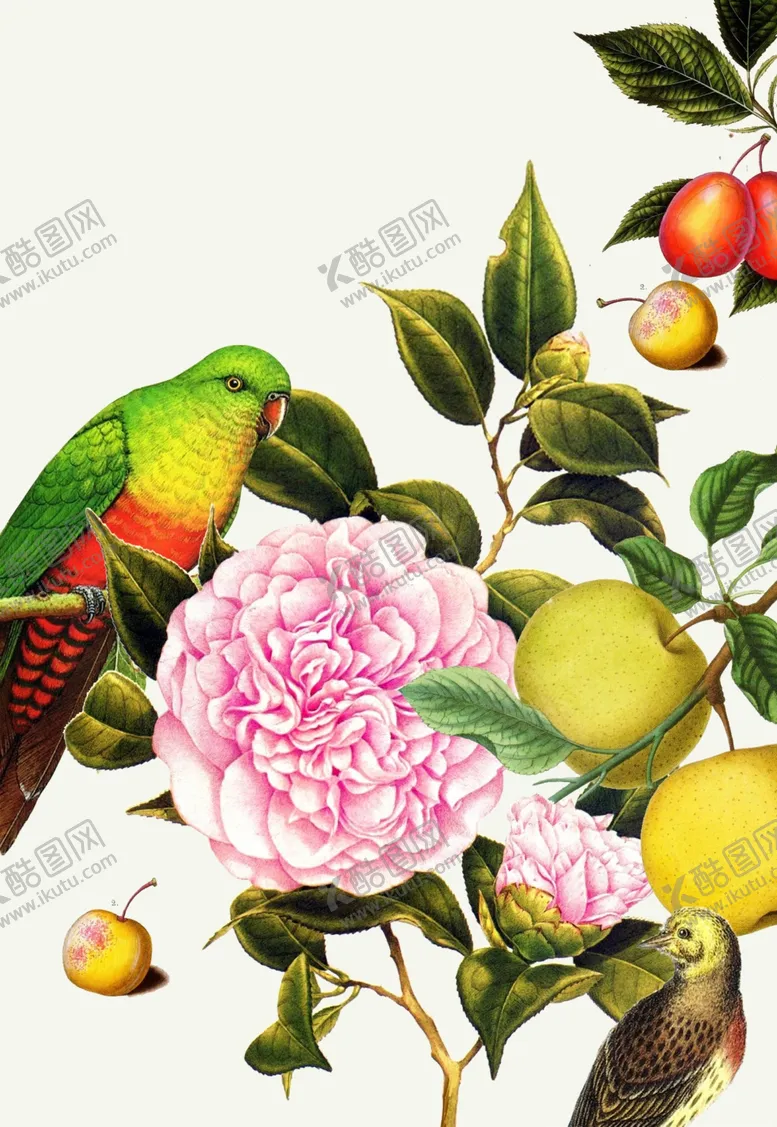 编号：48579207021349279359【酷图网】源文件下载-复古花鸟插画