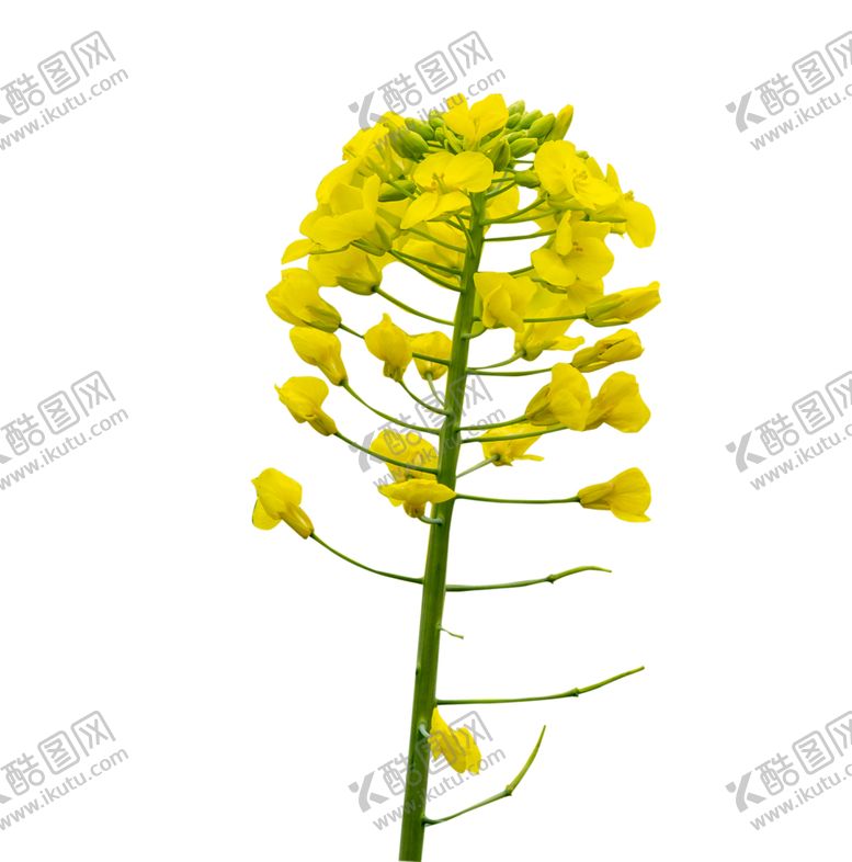 编号：33984601202043426103【酷图网】源文件下载-花朵枝条和油菜花