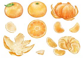 多样形态的新鲜橘子