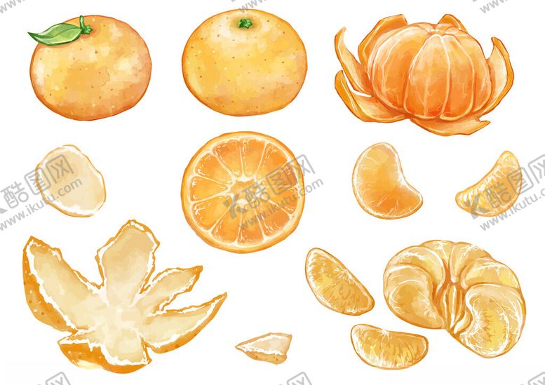 编号：72944611181407336034【酷图网】源文件下载-多样形态的新鲜橘子