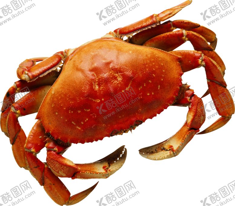 编号：38019609191406213430【酷图网】源文件下载-海鲜螃蟹图案