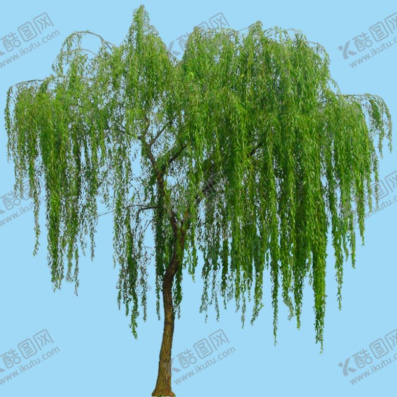 编号：59352306180020351108【酷图网】源文件下载-垂柳