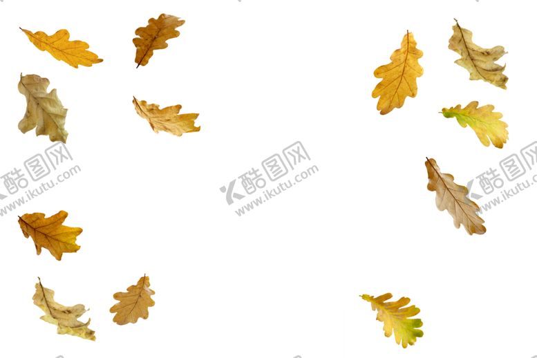 编号：26713609191327276918【酷图网】源文件下载-枫叶