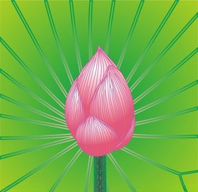 莲花