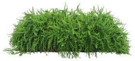 园林植物