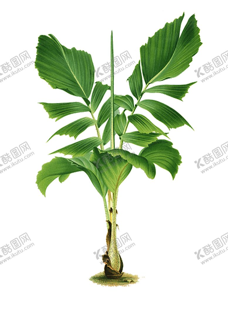 编号：47805507041642383287【酷图网】源文件下载-绿色植物