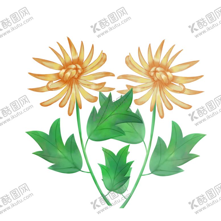 编号：41323109300149079765【酷图网】源文件下载-菊花素材