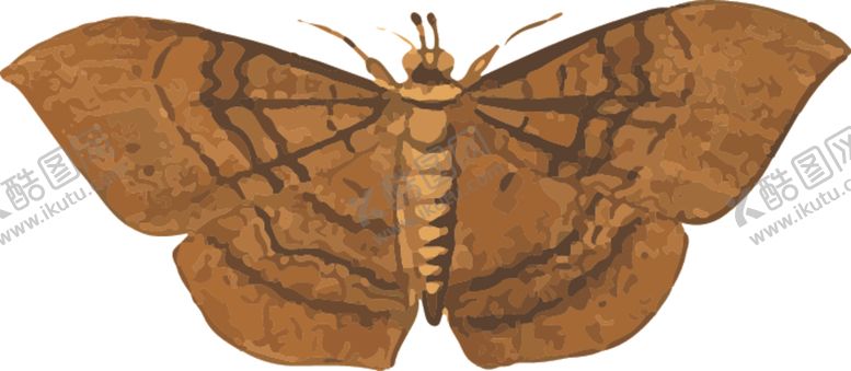 编号：32300607092029042441【酷图网】源文件下载-蝴蝶昆虫插画