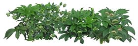 园林植物